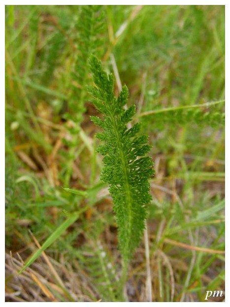 Achillée millefeuille (Achillea millefolium), photo 2 sur 2