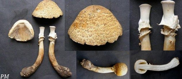 Agaric auguste (Agaricus augustus), photo 2 sur 2