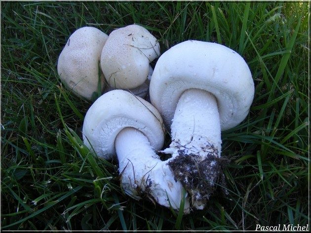 Agaric macrospore (Agaricus urinascens)