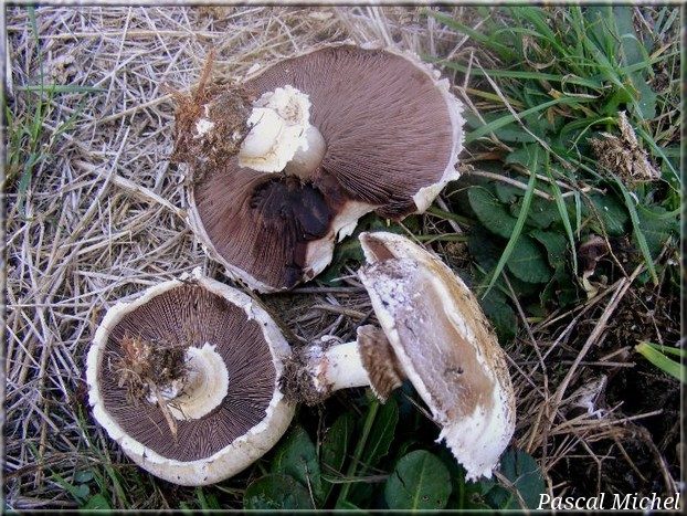 Agaric à deux spores (Agaricus bisporus)