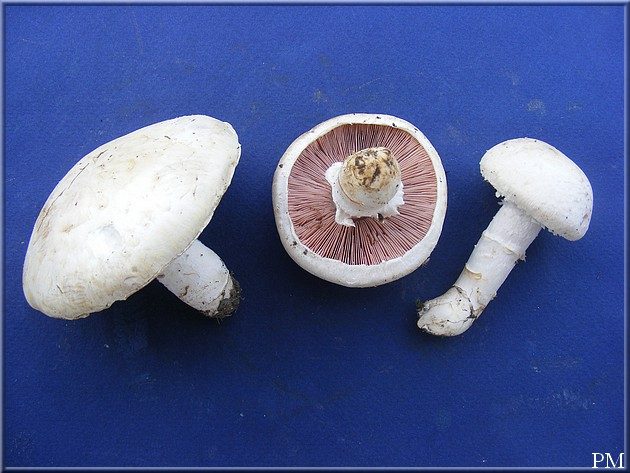 Rosé-des-prés (Agaricus campestris)