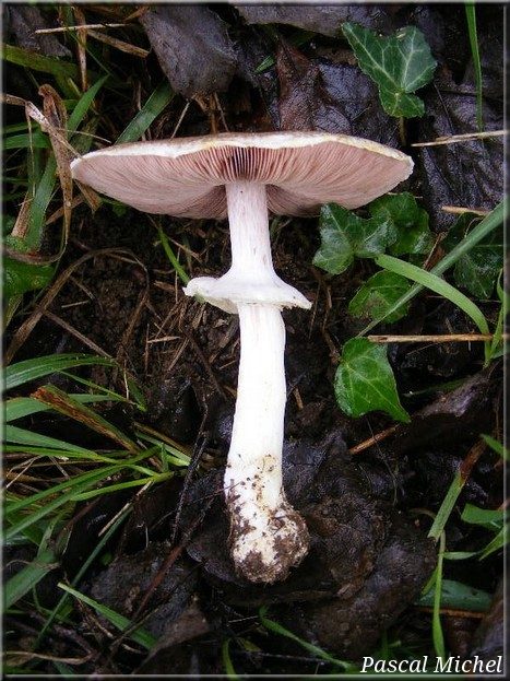 Agaric pintade (Agaricus moelleri), photo 1 sur 3