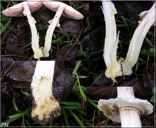 Agaric pintade (Agaricus moelleri), photo 3 sur 3