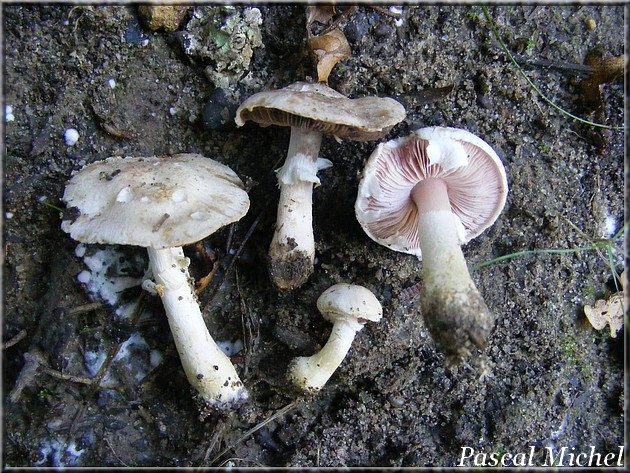 Agaric solitaire (Agaricus semotus), photo 2 sur 2