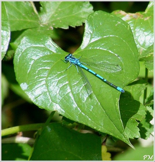 Agrion jouvencelle (Coenagrion puella), photo 2 sur 4