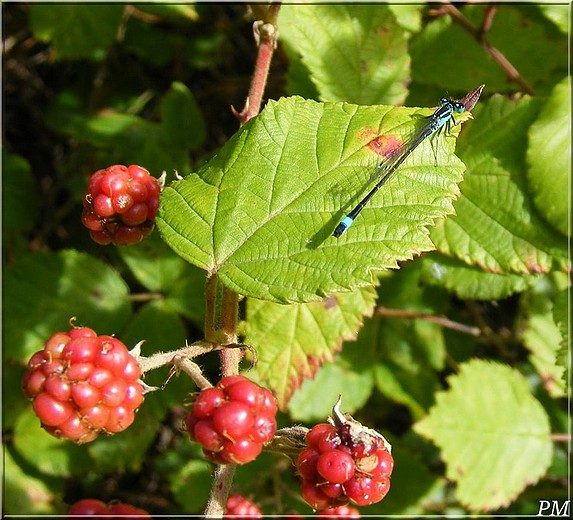 Agrion élégant (Ischnura elegans), photo 3 sur 4