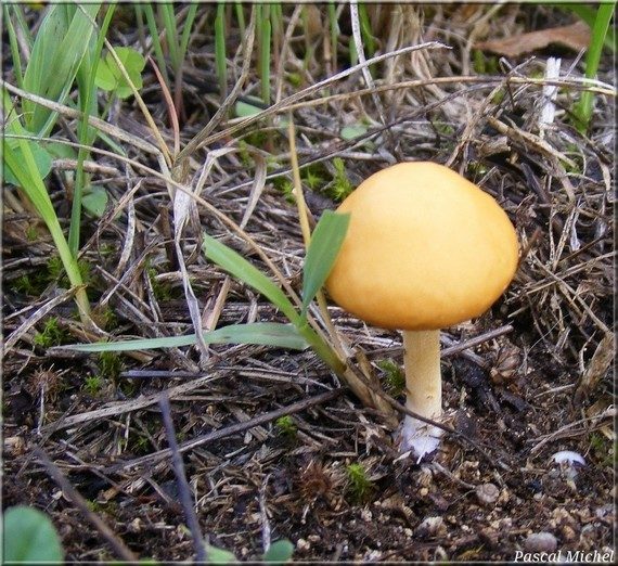 Agrocybe jaune (Agrocybe vervacti), photo 1 sur 2