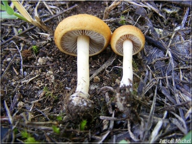 Agrocybe jaune (Agrocybe vervacti), photo 2 sur 2