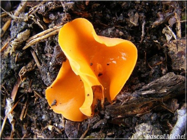 Pézize orangée (Aleuria aurantia)