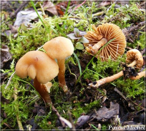 Alnicola cf. escharoides, photo 2 sur 4