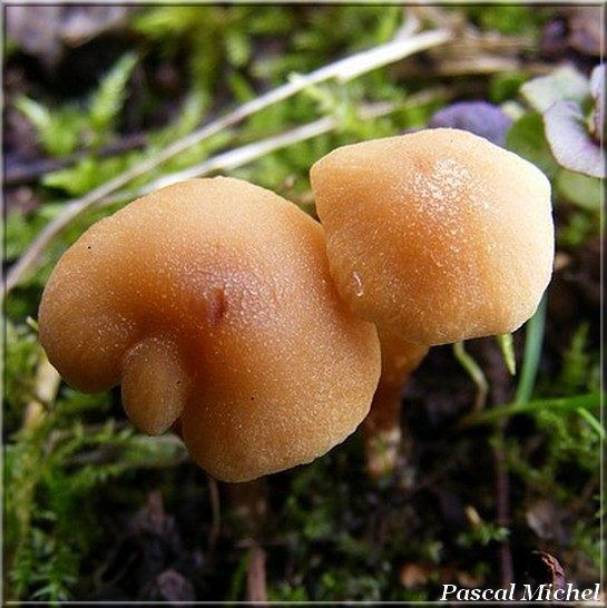 Alnicola cf. escharoides, photo 3 sur 4