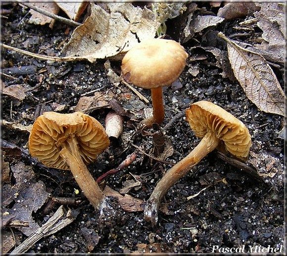 Alnicola cf. escharoides, photo 4 sur 4