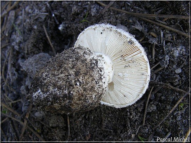 Amanite toupie (Amanita boudieri), photo 2 sur 3