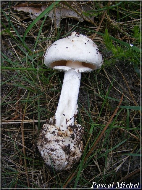 Amanite citrine forme blanche (Amanita citrina), photo 1 sur 2