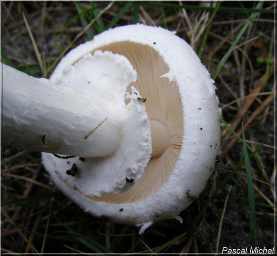 Amanite citrine forme blanche (Amanita citrina), photo 2 sur 2