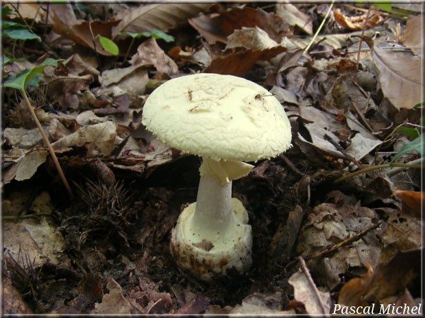Amanite citrine (Amanita citrina)