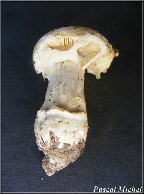 Amanite épineuse (Amanita echinocephala), photo 3 sur 3