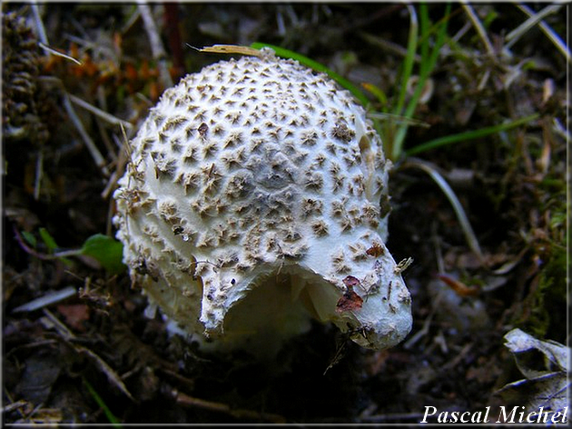 Amanite épineuse (Amanita echinocephala), photo 2 sur 3