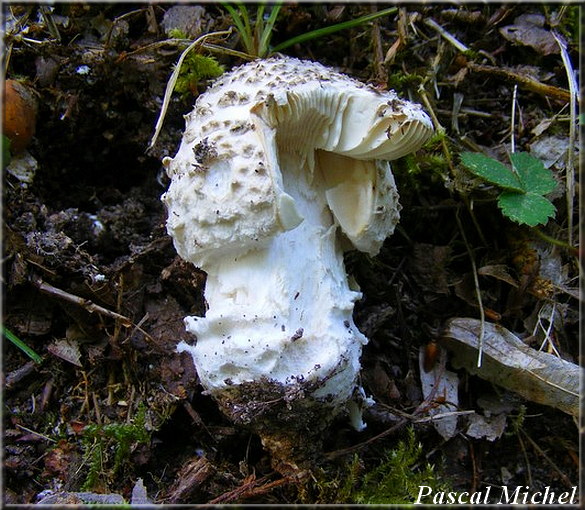 Amanite épineuse (Amanita echinocephala), photo 1 sur 3