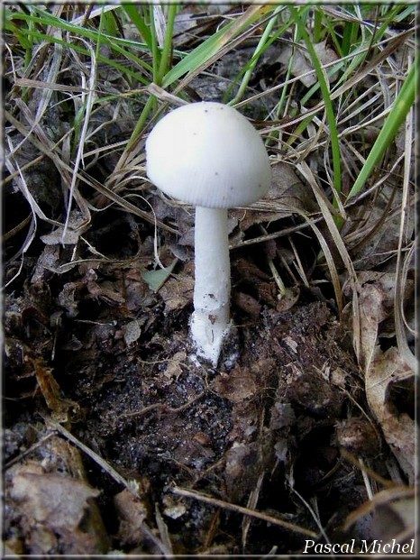 Amanite fauve (Amanita fulva), forme alba, photo 1 sur 2
