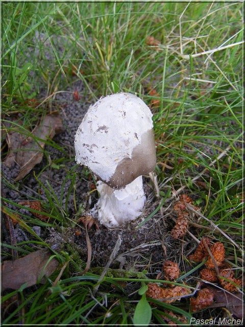 Amanite argentée (Amanita mairei), photo 1 sur 2