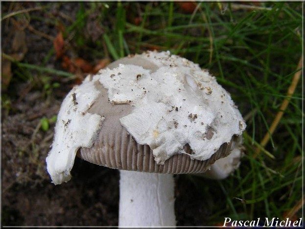 Amanite argentée (Amanita mairei), photo 2 sur 2
