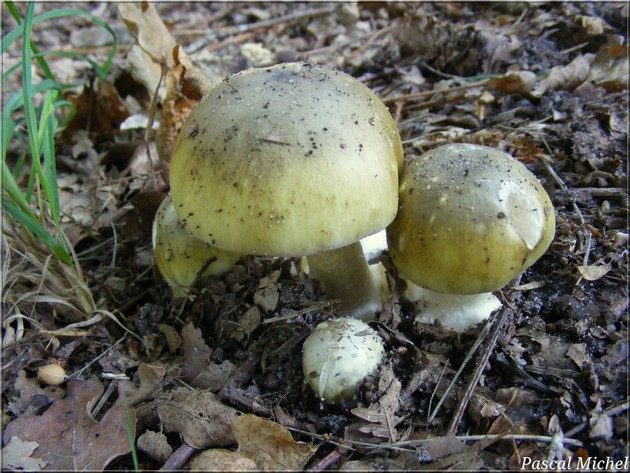 Amanite phalloïde (Amanita phalloides)