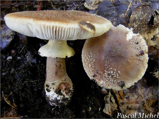 Amanite rougissante forme à anneau jaune (Amanita rubescens), photo 3 sur 3