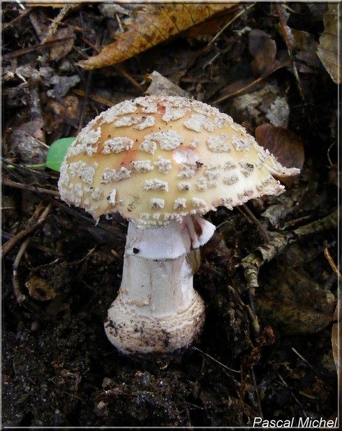 Amanita rubescens