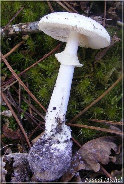 Amanite citrine forme blanche, photo 1 sur 2