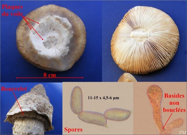 Amanite de Gilbert (Amanita gilbertii), photo 2 sur 2