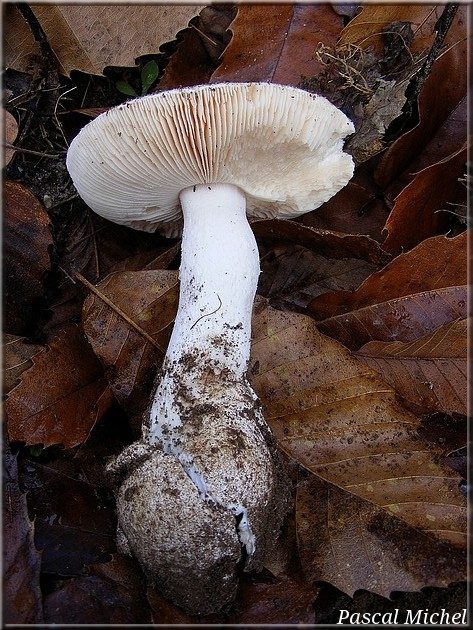 Amanite de Gilbert variété subverna (Amanita gilbertii), photo 2 sur 2