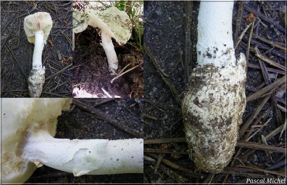 Vidéo : Amanita gilbertii, photo 1 sur 2