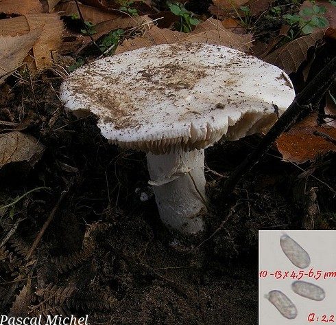 Amanite de Gilbert variété subverna (Amanita gilbertii), photo 1 sur 2