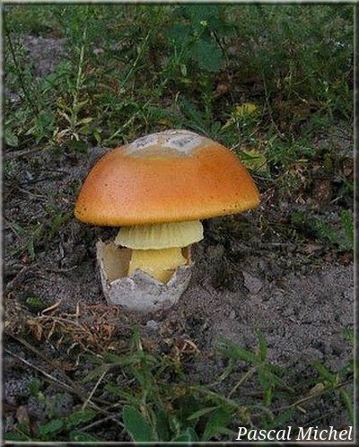Oronge (Amanita caesarea)