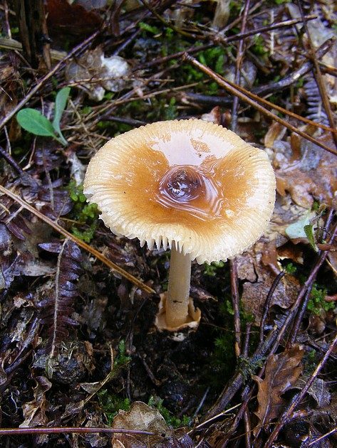 Amanite fauve (Amanita fulva)