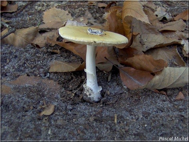 Amanite jonquille (Amanita junquillea)