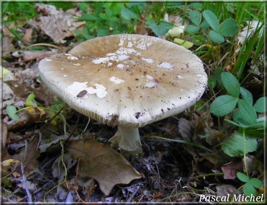 Amanite élevée (Amanita excelsa), photo 1 sur 3