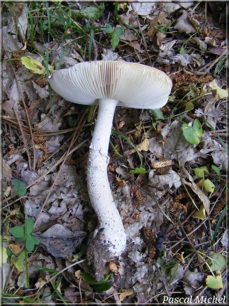 Amanite élevée (Amanita excelsa), photo 2 sur 3