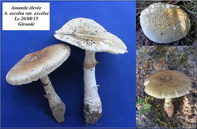 Amanite élevée (Amanita excelsa), photo 3 sur 3