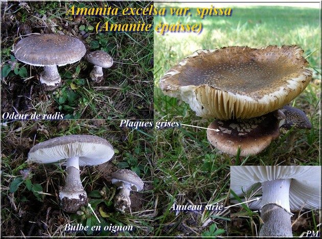 Amanite épaisse (Amanita excelsa)