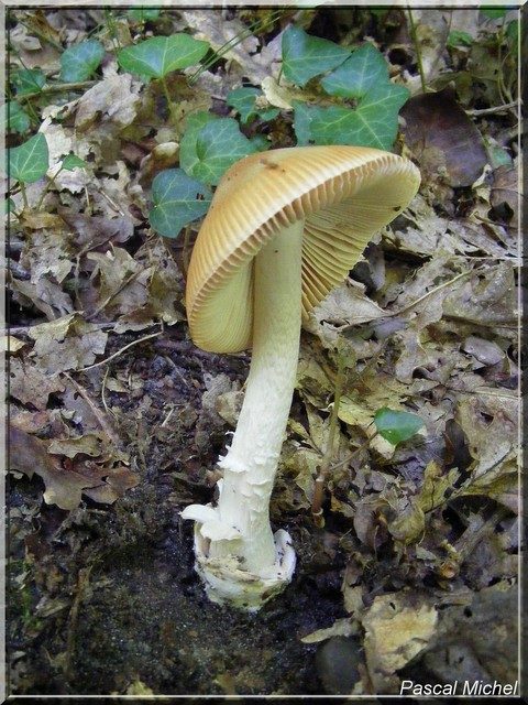 Amanite safran variété subnudipes (Amanita crocea)