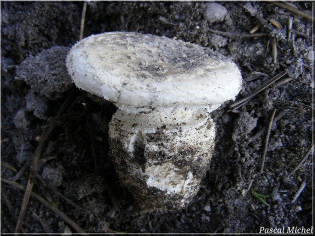 Amanite toupie (Amanita boudieri), photo 1 sur 3