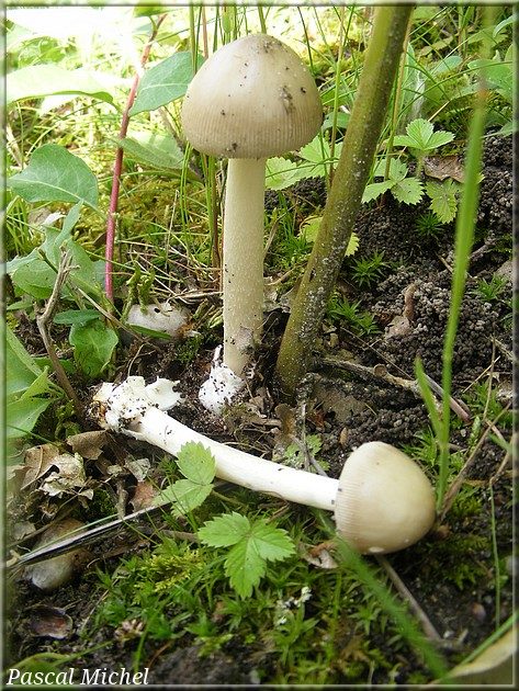 Amanite vaginée (Amanita vaginata)