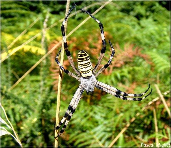 Epeire fasciée (Argiope bruennichi), photo 1 sur 2