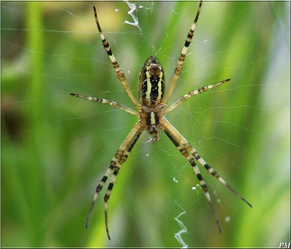 Epeire fasciée (Argiope bruennichi), dessous, photo 1 sur 2