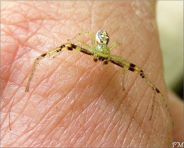 Diaea dorsata, photo 2 sur 2