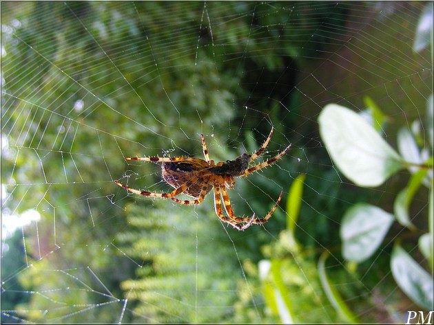 Epeire diadème (Araneus diadematus), photo 2 sur 3