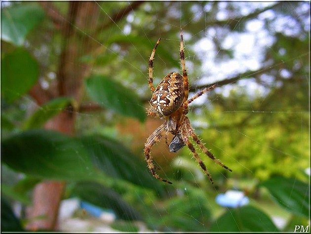 Epeire diadème (Araneus diadematus), photo 1 sur 3