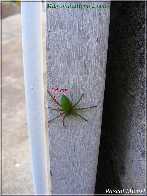 Micrommata virescens, mâle